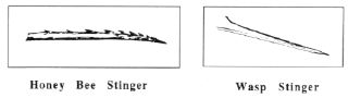 Stingers