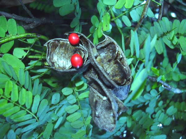 Abrus precatorius pods