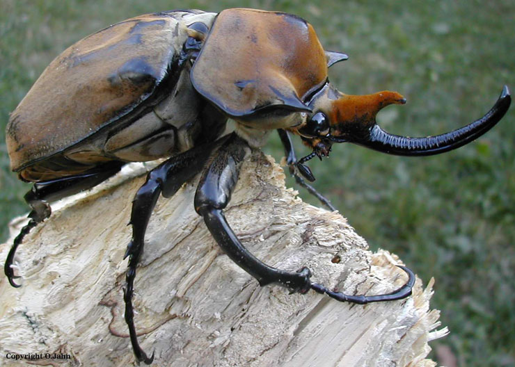 Elephant Beetle