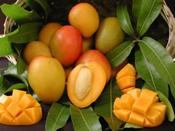 mango
