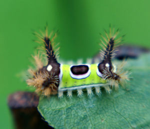 Blue morpho, Variable Cracker, heliconius serato, tropical buckeye, swallowtailed moth, hspace=