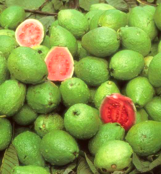 Guava