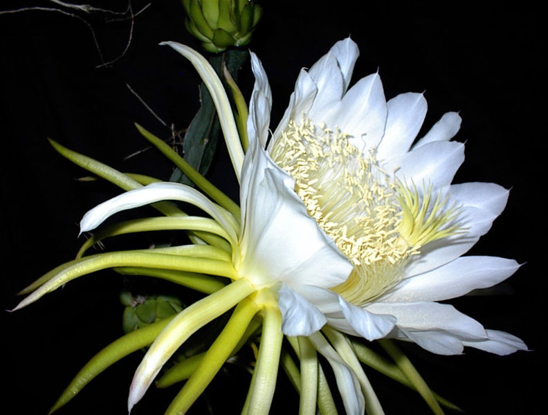 Pitaya flower