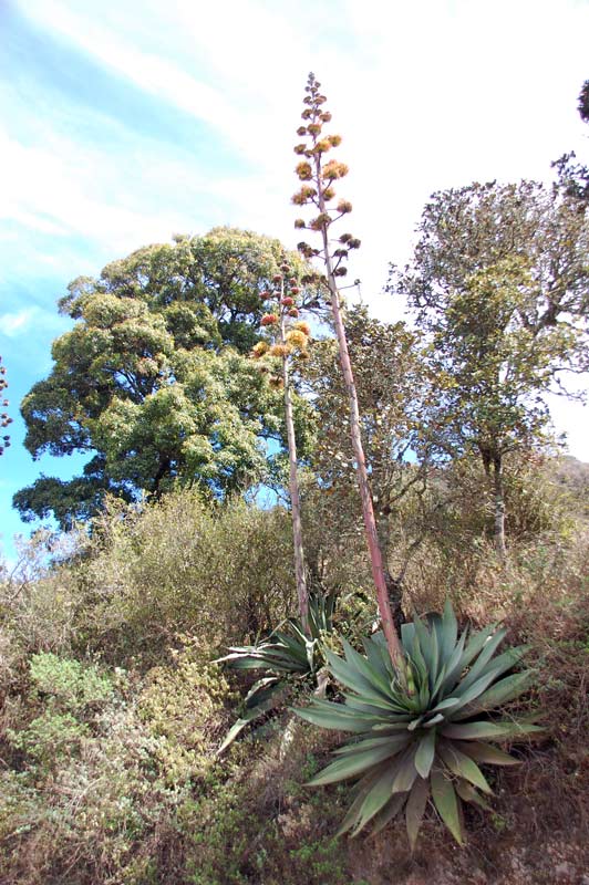 su tut, para los nios que no hablan claro, image by Cotting White, taken in the mercado of Mrida, Yucatan