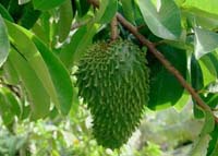 annona muricata