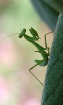 Praying mantis
