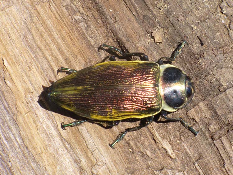 Bromeliads, tillandsias, pineapple, epiphytes