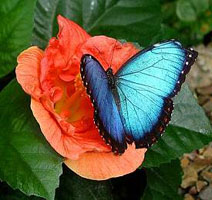 Blue morpho, Variable Cracker, heliconius serato, tropical buckeye, swallowtailed moth, hspace=