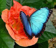 helpful,harmful,interesting,unusual,fascinating Insects