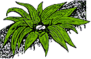 bromeliad