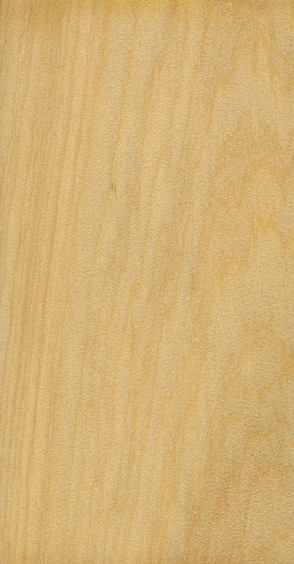 Gumbolimbo - Bursera simaruba - Gumbolimbo - Bursera simaruba - Gumbolimbo - Bursera simaruba - Gumbolimbo - Bursera simaruba