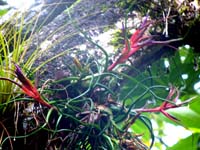 Bromeliads, tillandsias, pineapple, epiphytes