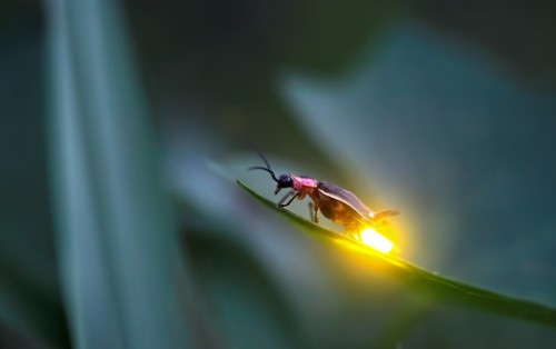 fire flies