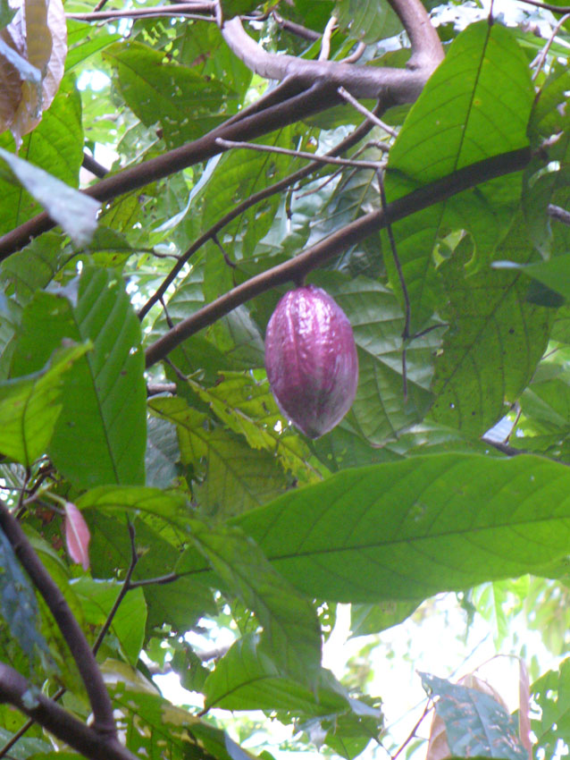 Chocolate - Theobroma cacao, CACAO - Chocolate - Theobroma cacao,