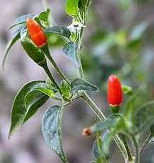 Pequin pepper