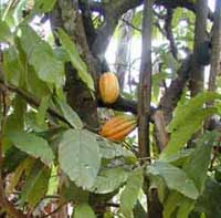 cacao