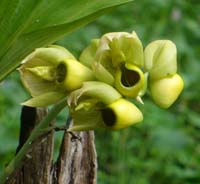 Mayan culture,history,civilization,modernday,Popol Vuh,Jade, Mayan medicine, legends and more