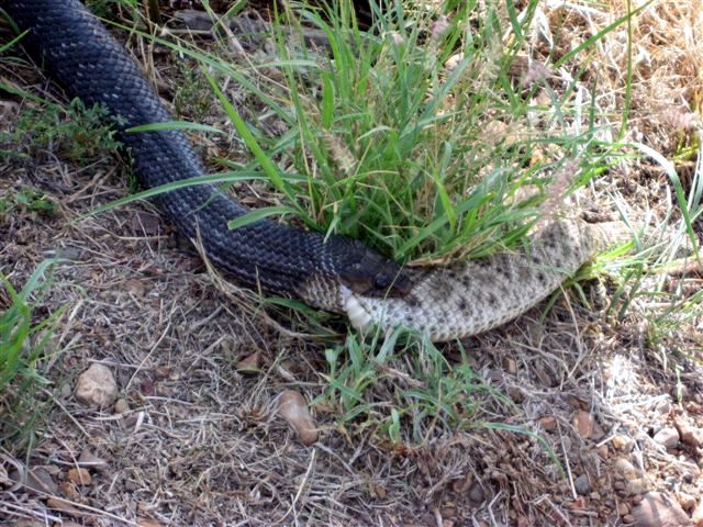indigo snake eating