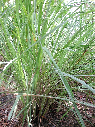 Lemon Grass photo