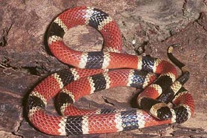 Coral Snake