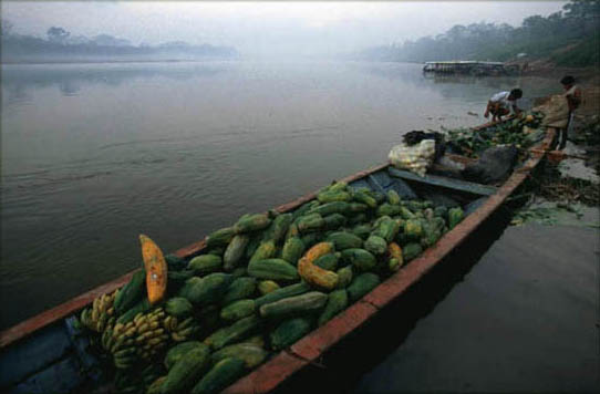 papaya vendors