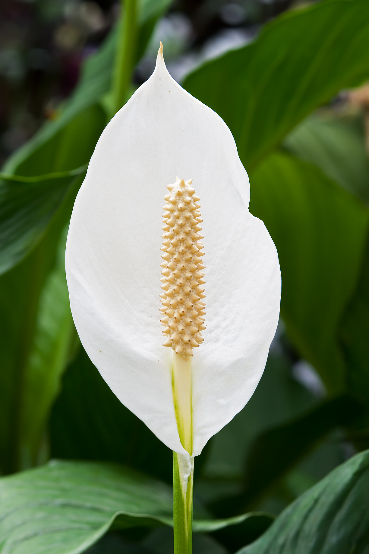 Spathiphyllum