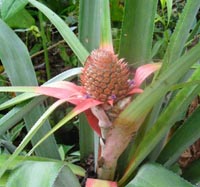 amphibian,reptile,birds,aquatic animals