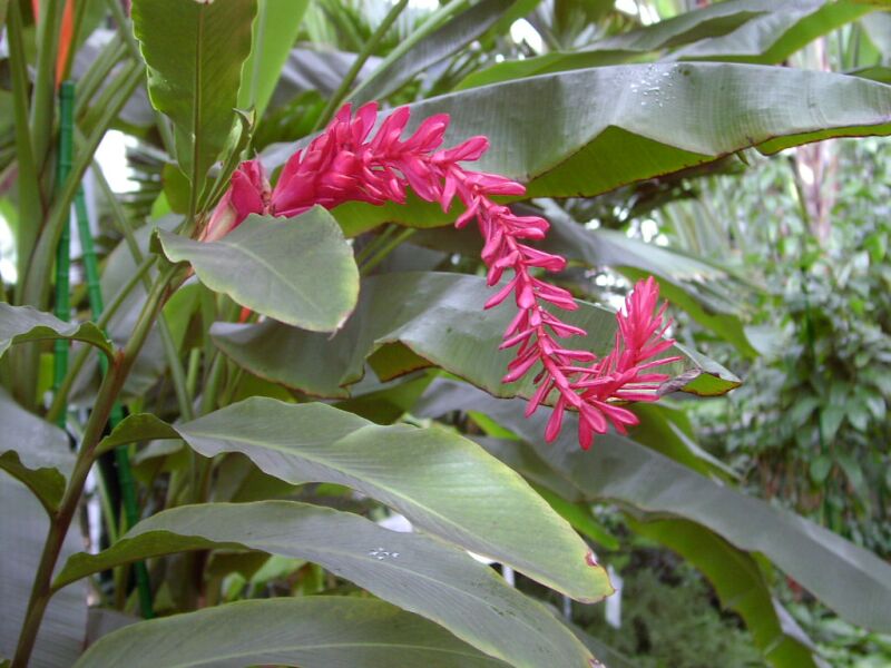 Alpinia purpurata