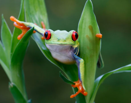 frogs, turtles, salamanders, manatee, crocodiles