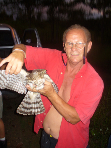 Golden-hooded tanager, ETangara larvata