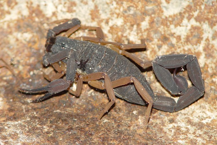 Mayan culture,history,civilization,modernday,Popol Vuh,Jade, Mayan medicine, legends and more