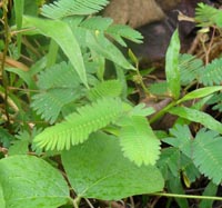 medicinal,edible,fruitbearing,flowering,beneficial plants and trees.