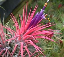 medicinal,edible,hardwood,gingers,orchids,heliconia,epiphyte Plants