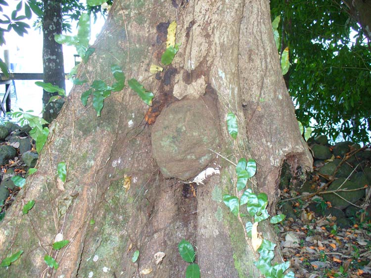 Bromeliads, tillandsias, pineapple, epiphytes