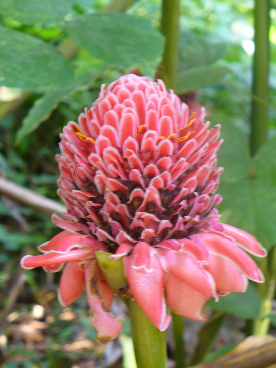 Torch Ginger