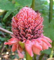 Mayan culture,history,civilization,modernday,Popol Vuh,Jade, Mayan medicine, legends and more