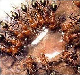 Army Ants