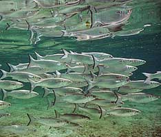 fresh water lobster, apple snails, machaca, Moharra, Jute snail, robalo, tarpon, peten catfish, white mullet