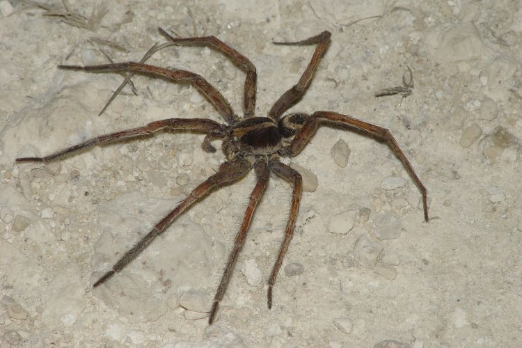 Wolf Spider